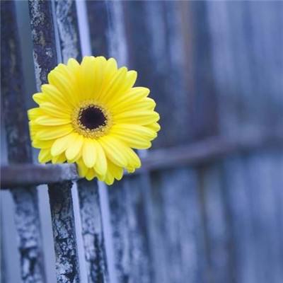 开云APP官方下载